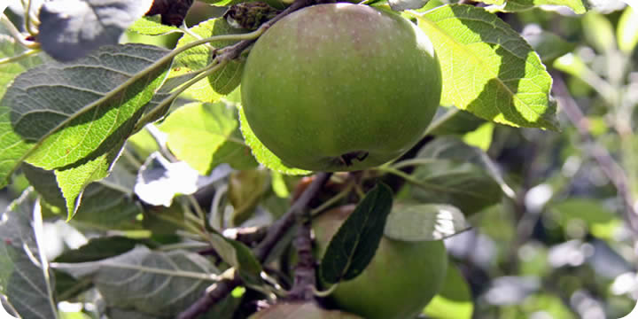 orchard photo