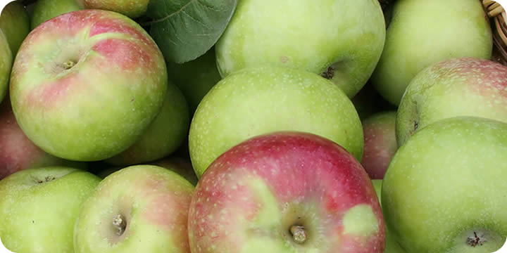 basket of picked apples