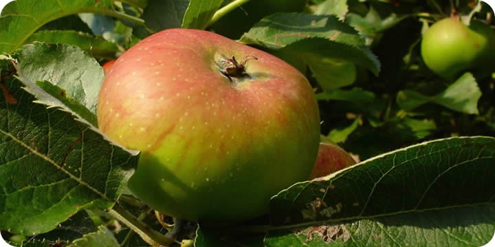 bramley apples on tree