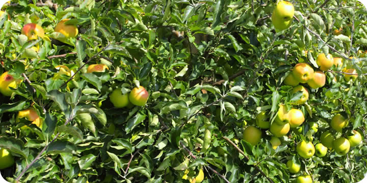 fruit on tree in orchard